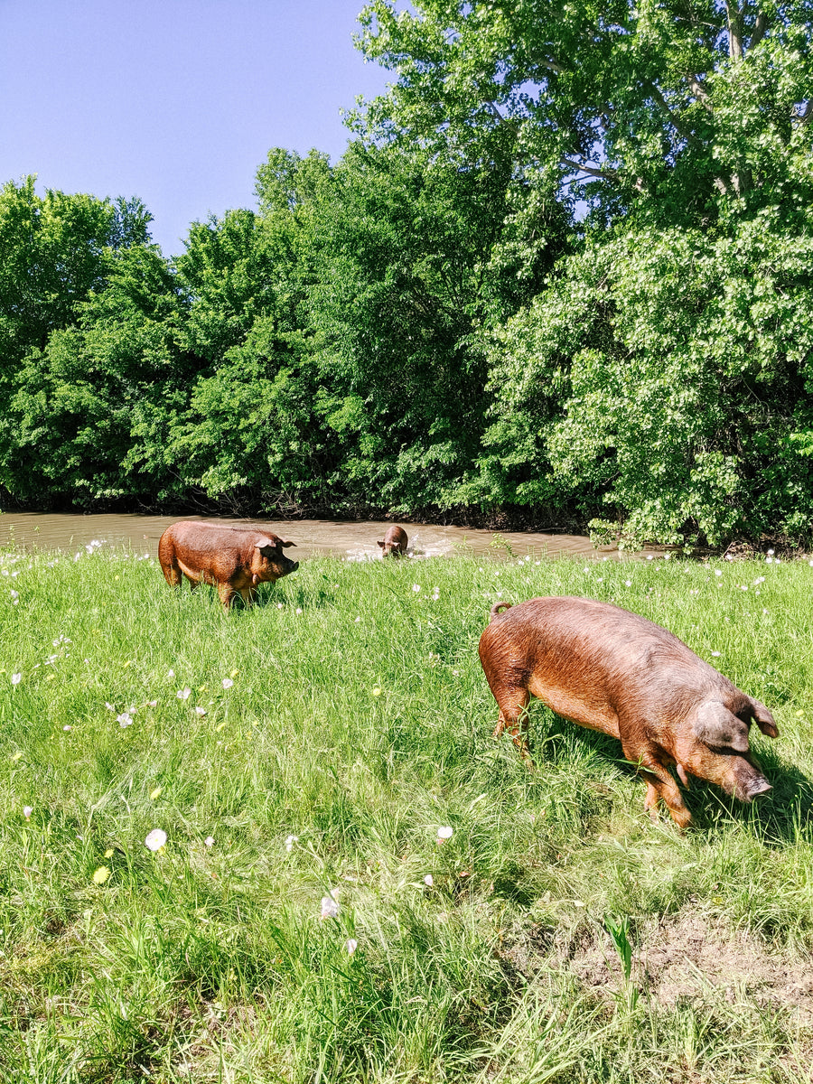 Discover the Benefits of Heritage Breed Red Wattle Pork – Hillbilly ...